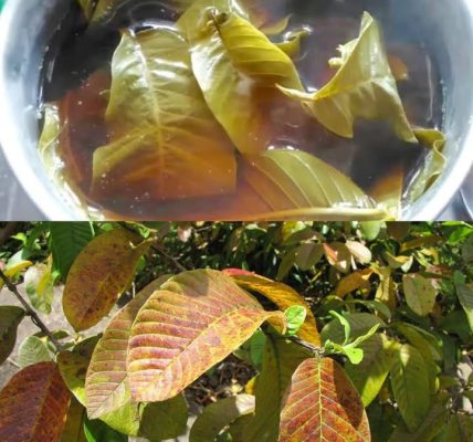 Boil Guava Leaves for These Incredible Health Benefits – Health