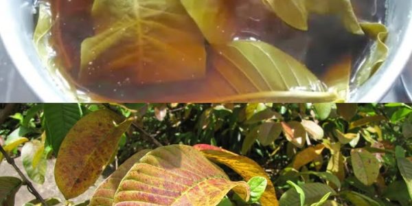 Boil Guava Leaves for These Incredible Health Benefits – Health