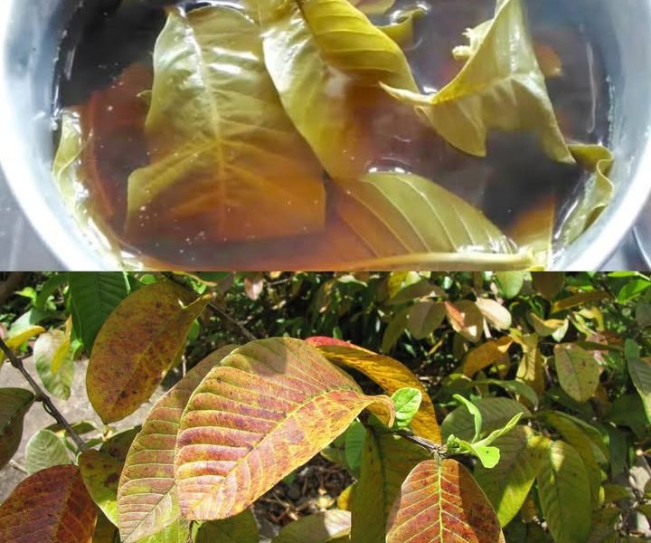 Boil Guava Leaves for These Incredible Health Benefits – Health