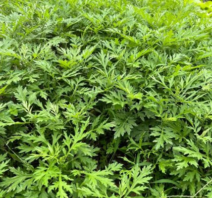5 Benefits of Mugwort That Make This Herb a “Miracle Medicine” – Health
