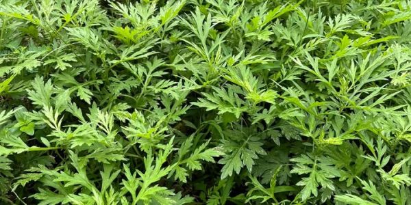 5 Benefits of Mugwort That Make This Herb a “Miracle Medicine” – Health