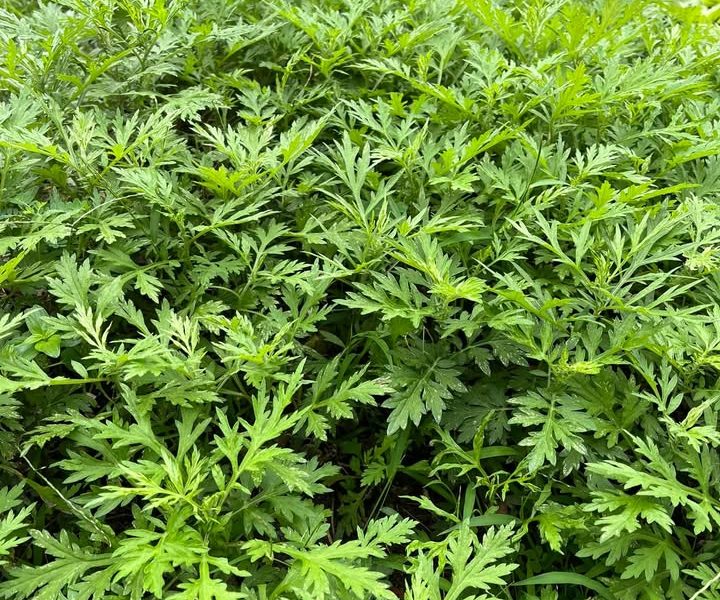 5 Benefits of Mugwort That Make This Herb a “Miracle Medicine” – Health