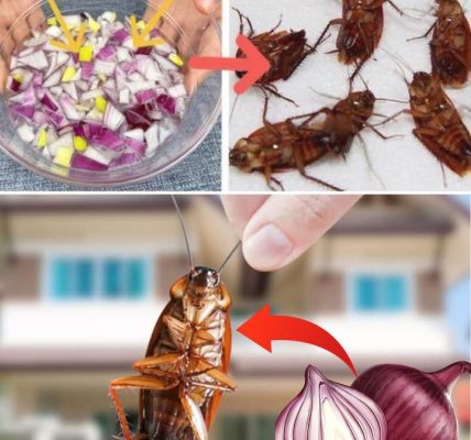 Cockroaches at Home? Natural Remedies to Get Rid of Them! – Health