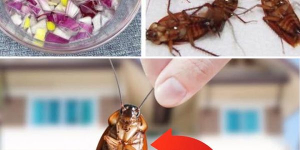 Cockroaches at Home? Natural Remedies to Get Rid of Them! – Health