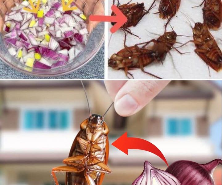 Cockroaches at Home? Natural Remedies to Get Rid of Them! – Health