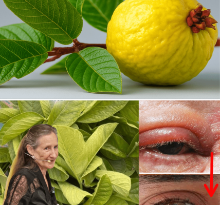 Transform Your Eye Health Naturally! 🌿 – dogpjs.com – Health
