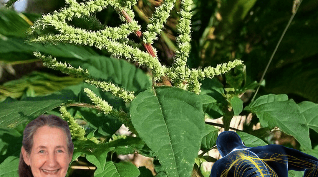 11 Surprising Health Benefits of Pigweed You’ve Probably Been Pulling Out as a Weed – Health