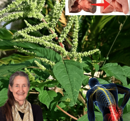 11 Surprising Health Benefits of Pigweed You’ve Probably Been Pulling Out as a Weed – Health