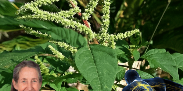 11 Surprising Health Benefits of Pigweed You’ve Probably Been Pulling Out as a Weed – Health