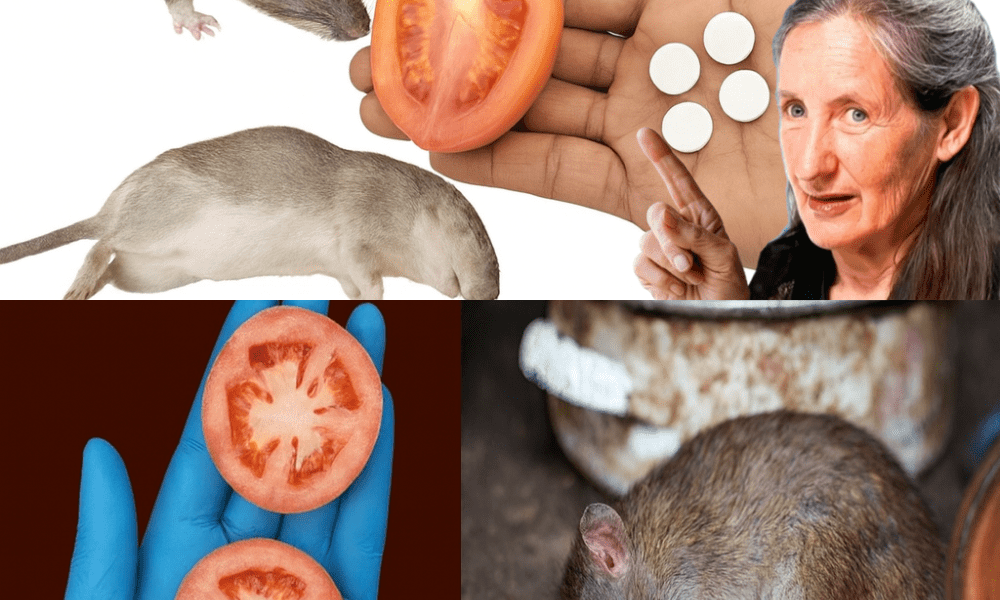 10 Swift Natural Weapons to Banish Mice and Rats Forever – Poison-Free, Trap-Free – dogpjs.com – Health