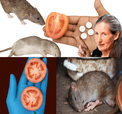 10 Swift Natural Weapons to Banish Mice and Rats Forever – Poison-Free, Trap-Free – dogpjs.com – Health