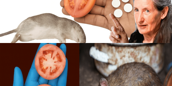 10 Swift Natural Weapons to Banish Mice and Rats Forever – Poison-Free, Trap-Free – dogpjs.com – Health