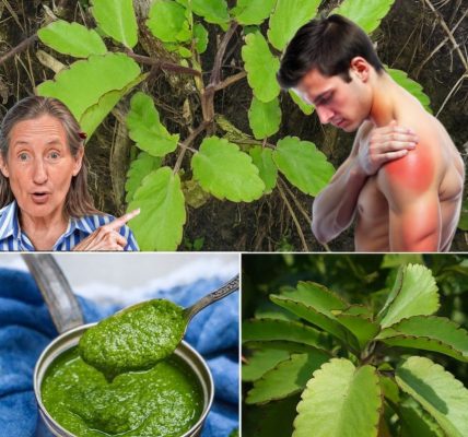 The Miracle Leaf That Transforms Your Health 🌿 – dogpjs.com – Health