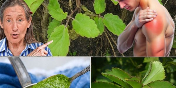 The Miracle Leaf That Transforms Your Health 🌿 – dogpjs.com – Health