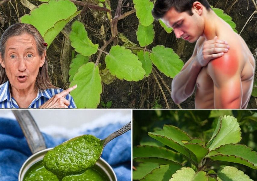 The Miracle Leaf That Transforms Your Health 🌿 – dogpjs.com – Health