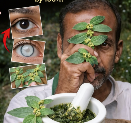 Exploring Big-Leaf Milkweed’s Traditional Role in Supporting Eye Comfort – Health