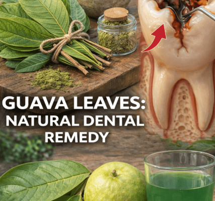Discover 3 Simple Guava Leaf Habits for Fresher, Healthier Smiles – Healthy Life Discover 3 Simple Guava Leaf Habits for Fresher, Healthier Smiles – Healthy Life