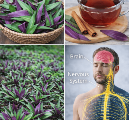 Gentle Support for Circulation and Urinary Comfort – Healthy Life