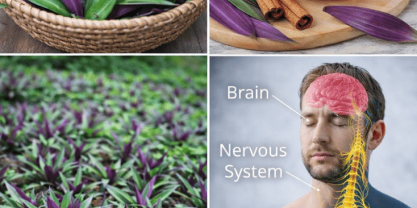 Gentle Support for Circulation and Urinary Comfort – Healthy Life