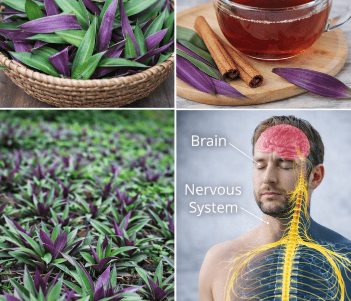 Gentle Support for Circulation and Urinary Comfort – Healthy Life