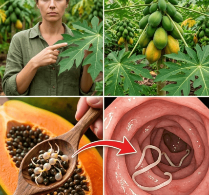 The Overlooked Superfood in Your Fruit Bowl – Healthy Life