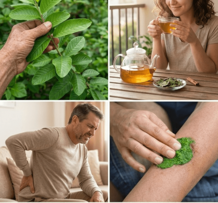 Guava Leaves for Stronger Bones and Flexible Joints – Healthy Life