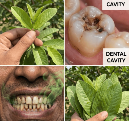 3 Genius Guava Leaf Habits for a Cleaner Mouth and Healthier Teeth – Healthy Life