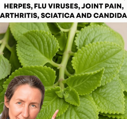 Could This Common Garden Herb Be Nature’s Hidden Support for Urinary Health, Immunity, and More? – Health