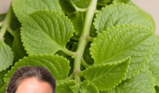 Could This Common Garden Herb Be Nature’s Hidden Support for Urinary Health, Immunity, and More? – Health