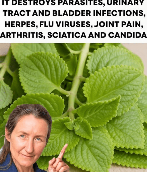 Could This Common Garden Herb Be Nature’s Hidden Support for Urinary Health, Immunity, and More? – Health
