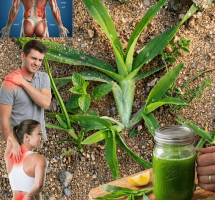 The Hidden Healing Power of Crabgrass You Never Expected – Healthy Life