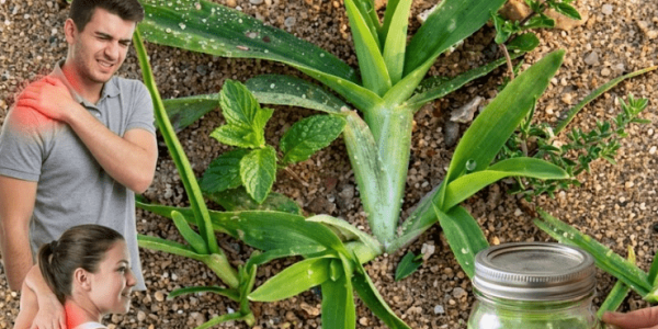 The Hidden Healing Power of Crabgrass You Never Expected – Healthy Life