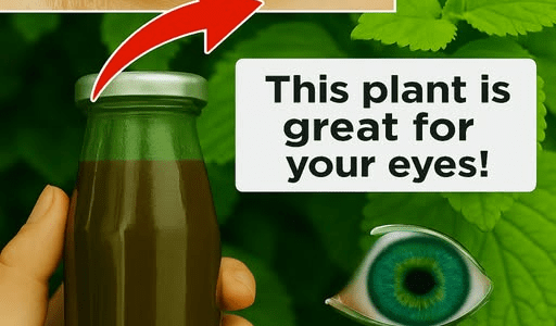 The Plant That’s Helping Millions See Clearly Again – Healthy Life!