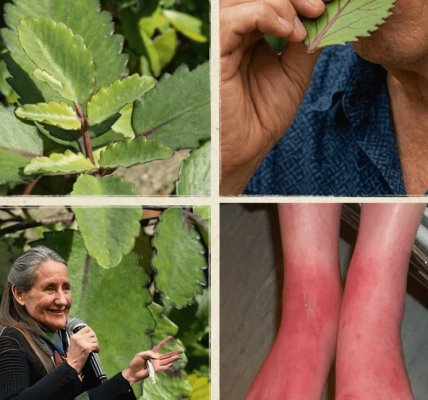 The “Miracle Leaf” in Your Garden You’ve Been Overlooking – Healthy Life