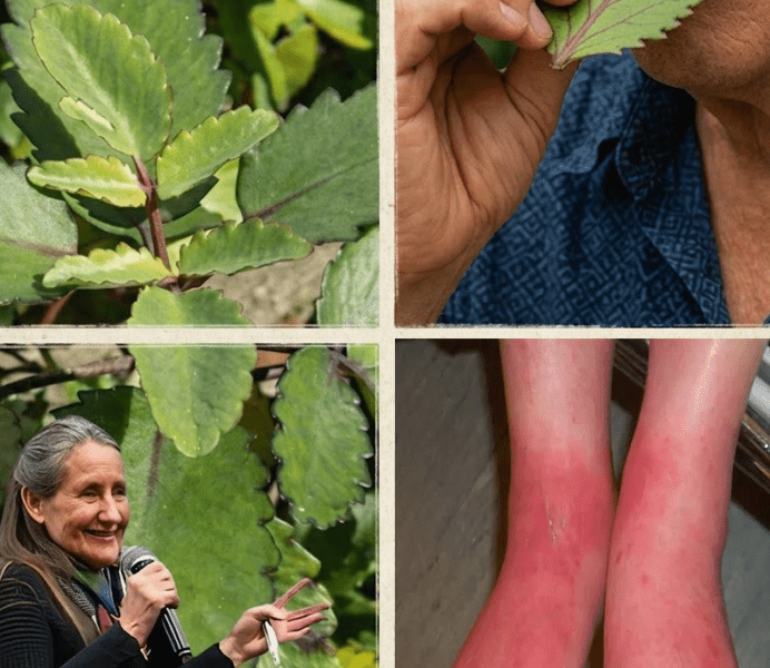 The “Miracle Leaf” in Your Garden You’ve Been Overlooking – Healthy Life