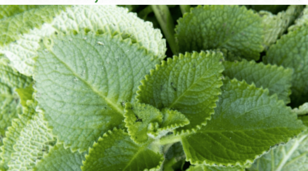 The Tiny Herb That Might Offer Surprising Everyday Wellness Support – Health