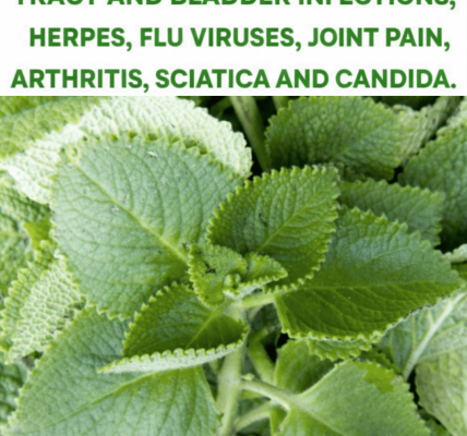 The Tiny Herb That Might Offer Surprising Everyday Wellness Support – Health