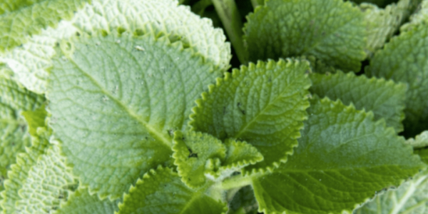 The Tiny Herb That Might Offer Surprising Everyday Wellness Support – Health