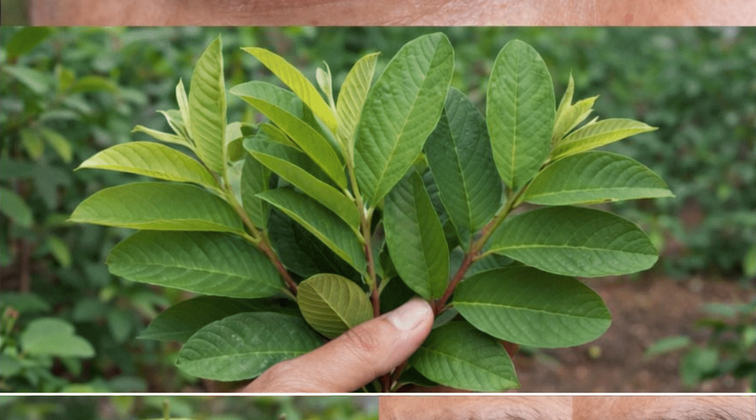 Discover Simple Ways Guava May Naturally Support Eye Health After Age 50 – Health