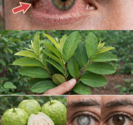 Discover Simple Ways Guava May Naturally Support Eye Health After Age 50 – Health