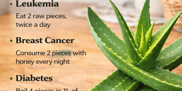 What Is Aloe Vera Used For? Everyday Ways People Incorporate This Popular Plant Into Their Routines