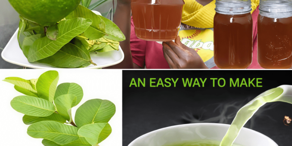 17 Reasons Why You Should Drink Guava Leaf Tea Twice a Week – Health