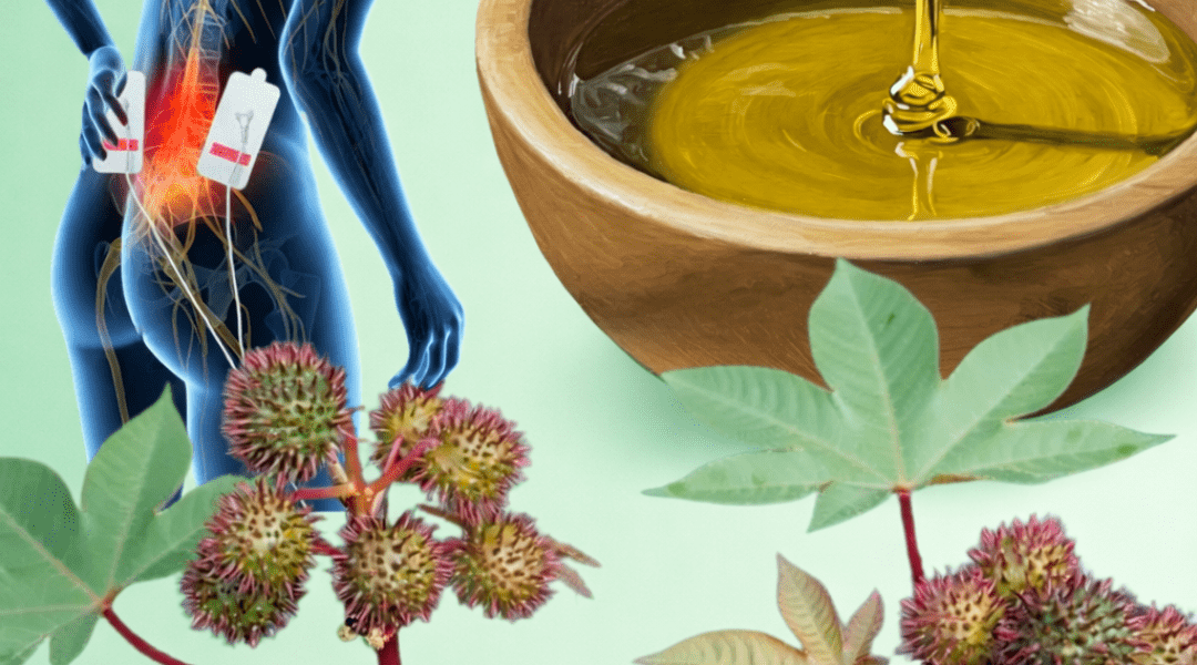 Discover 7 Surprising Ways Castor Leaves May Support Natural Wellness and Simple Home Remedies to Try – Health