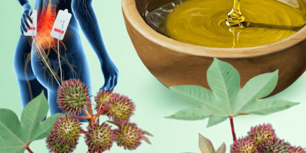 Discover 7 Surprising Ways Castor Leaves May Support Natural Wellness and Simple Home Remedies to Try – Health