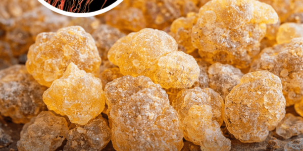 Frankincense fights cancer and is a proven antidepressant without any side effects – Health