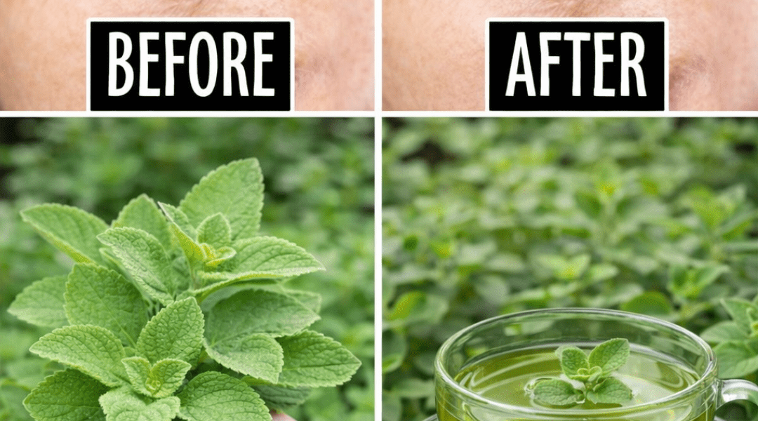Oregano for Eyes: Could This Everyday Herb Support Your Vision After 40? Oregano for Eyes: Could This Everyday Herb Support Your Vision After 40?