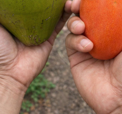A Natural Refreshing Blend for Urinary and Kidney Health