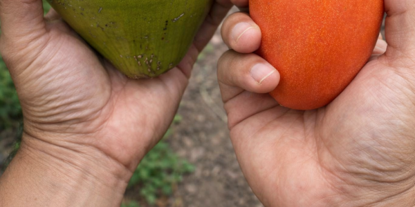 A Natural Refreshing Blend for Urinary and Kidney Health