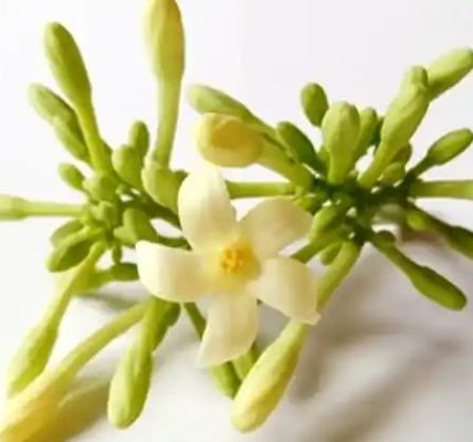 The Hidden Power of Male Papaya Flowers – Benefits and How to Use Them