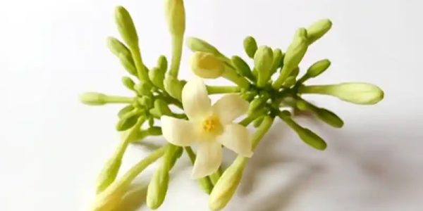 The Hidden Power of Male Papaya Flowers – Benefits and How to Use Them The Hidden Power of Male Papaya Flowers – Benefits and How to Use Them